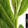 SpeciesSub: subsp. gilgiana